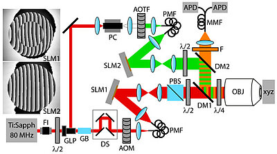 Basic design of an adaptive optics STED microscope (from Adaptive optics enables 3D STED microscopy in aberrating specimens by Travis J. Gould, Daniel Burke, Joerg Bewersdorf, and Martin J. Booth). Adaptive optics helps to correct aberrations often caused by biological samples. Image OSA Publishing, www.osapublishing.org/oe/fulltext.cfm?uri=oe-20-19-20998&id=241056