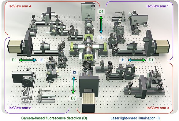 The IsoView microscope has four orthogonally positioned arms for a simultaneous light sheet illumination and fluorescence detection.
