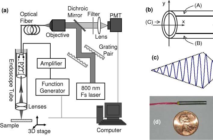 Design of the two-photon excitation fluorescence endoscope. (a) shows the piezo scanner tube; the complete 2 photon probe is shown in (d). (Source: http://www.ncbi.nlm.nih.gov/pmc/articles/PMC3018080)