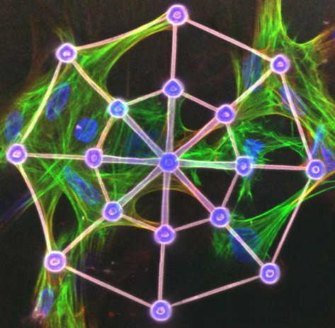 A matrix for cell biology produced with 3D lithography (Image: Nanoscribe GmbH)